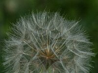 Tragopogon pratensis 99, Gele morgenster, Saxifraga-Jan van der Straaten