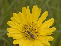 Tragopogon pratensis 1, Gele morgenster, Saxifraga-Jan van der Straaten