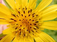 Tragopogon pratensis 32, Gele morgenster, Saxifraga-Peter Meininger