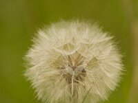 Tragopogon pratensis 69, Gele morgenster, Saxifraga-Jan Nijendijk