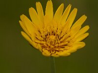 Tragopogon pratensis 76, Gele morgenster, Saxifraga-Jan Nijendijk
