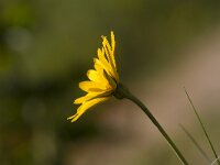 Tragopogon pratensis 80, Gele morgenster, Saxifraga-Jan Nijendijk