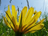 Tragopogon pratensis 89, Gele morgenster, Saxifraga-Hans Grotenhuis