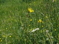 Tragopogon pratensis 90, Gele morgenster, Saxifraga-Hans Grotenhuis