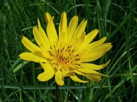 Tragopogon pratensis 92, Saxifraga-Hans Grotenhuis