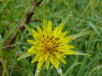 Tragopogon pratensis ssp minor 82, Saxifraga-Hans Grotenhuis