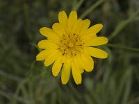 Tragopogon pratensis ssp orientalis 4, Oosterse morgenster, Saxifraga-Jan van der Straaten