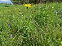 Tragopogon pratensis ssp orientalis 85, Saxifraga-Hans Grotenhuis