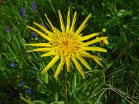 Tragopogon pratensis ssp orientalis 86, Saxifraga-Hans Grotenhuis