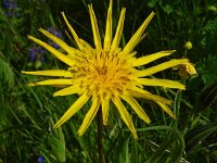 Tragopogon pratensis ssp orientalis 87, Saxifraga-Hans Grotenhuis