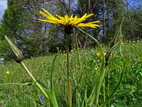 Tragopogon pratensis ssp orientalis 88, Saxifraga-Hans Grotenhuis