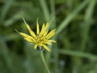 Tragopogon pratensis ssp pratensis 97, Gele morgenster, Saxifraga-Willem van Kruijsbergen
