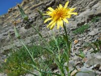 Tragopogon reticulatus 1, Saxifraga-Ed Stikvoort