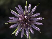 Tragopogon sinuatus 1, Saxifraga-Willem van Kruijsbergen