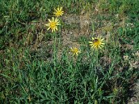 Tragopogon tuberosus