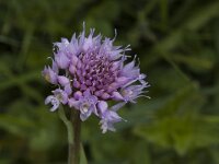 Traunsteinera globosa