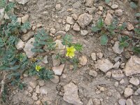 Tribulus terrestris 1, Saxifraga-Jasenka Topic