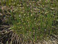 Trichophorum cespitosum, Deergrass