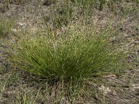 Trichophorum germanicum 1, Veenbies, Saxifraga-Willem van Kruijsbergen