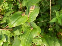 Tricyrtis hirta