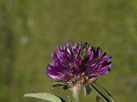 Trifolium alpestre, Alpine Trefoil