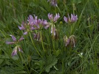 Trifolium alpinum