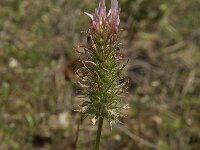 Trifolium angustifolium 1, Saxifraga-Willem van Kruijsbergen