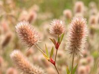 Trifolium arvense, Hares-foot Clover