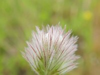Trifolium arvense 27, Hazenpootje, Saxifraga-Rutger Barendse