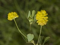 Trifolium aureum, Large Trefoil