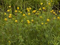 Trifolium badium