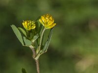 Trifolium campestre 39, Liggende klaver, Saxifraga-Jan van der Straaten