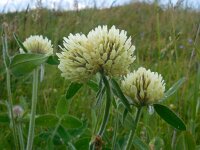 Trifolium canescens