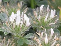 Trifolium cherleri 1, Saxifraga-Rutger Barendse