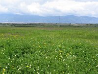 Trifolium cinctum