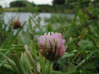 Trifolium fragiferum 1, Aardbeiklaver, Saxifraga-Rutger Barendse