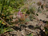 Trifolium hirtum