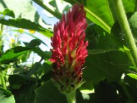 Trifolium incarnatum, Inkarnat Klee