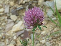 Trifolium medium 1, Bochtige klaver, Saxifraga-Jan van der Straaten