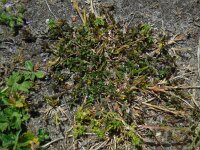 Trifolium micranthum