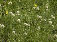 Trifolium montanum, Mountain Clover