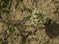 Trifolium noricum