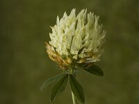 Trifolium ochroleucon 2, Saxifraga-Jan van der Straaten