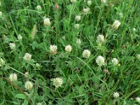 Trifolium ochroleucon 3, Saxifraga-Jan Willem Jongepier