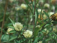 Trifolium ochroleucon 4, Saxifraga-Jan van der Straaten
