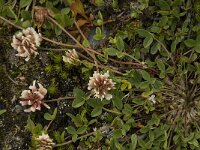 Trifolium pallescens