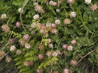 Trifolium physodes