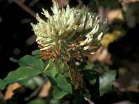 Trifolium pignantii