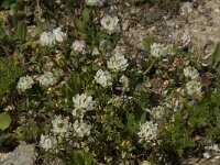 Trifolium pilulare