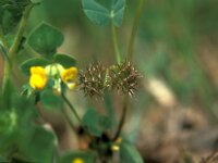 Trifolium polymorpha